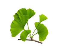 Ginkgo Leaf