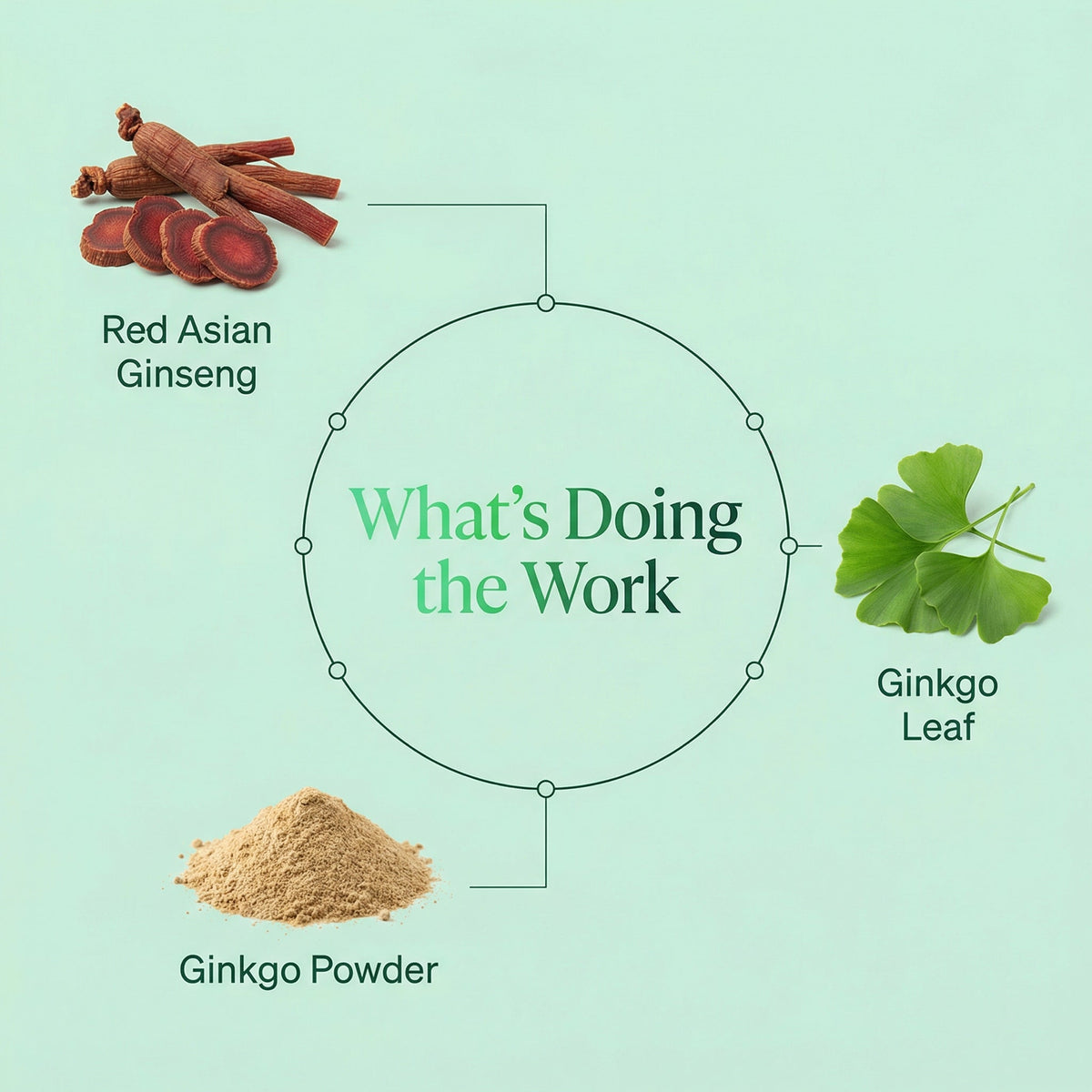 Midlight Blend - Root + Petal